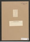 Diatomeae indet. Zeichnungen Sammlung Grunow Nr. 2839 (NHMW-BOT-W0370153)